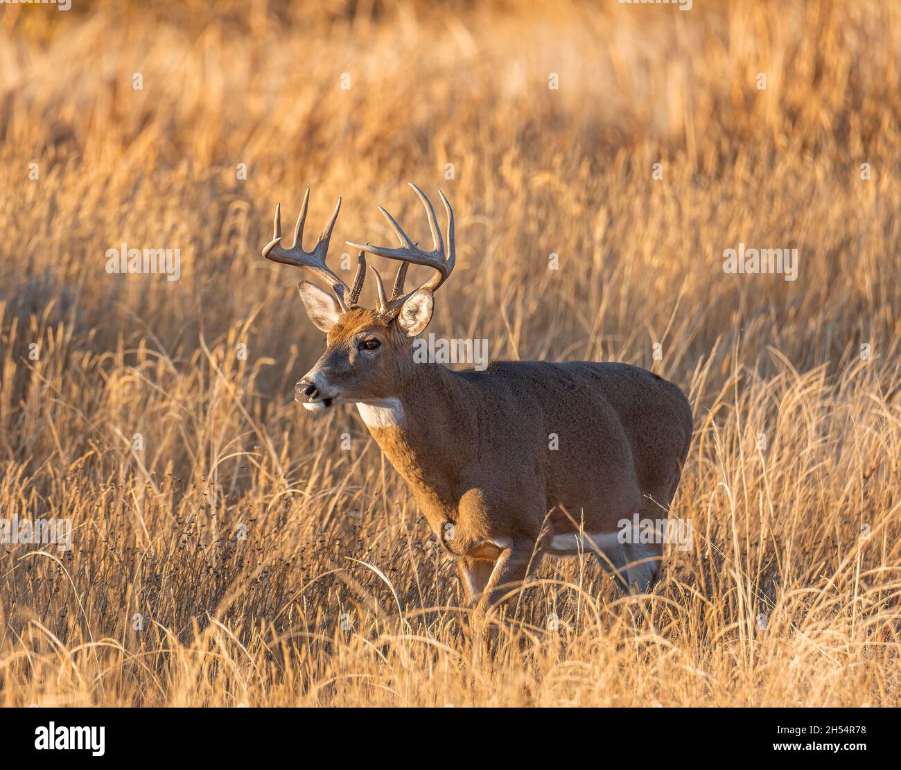 Mature White Tailed Deer maschio (buck) che cammina fuori dalla palude al tramonto durante il Rut al Rocky Mountain Arsenal National Wildlife Refuge, Colorado, Stati Uniti Foto Stock