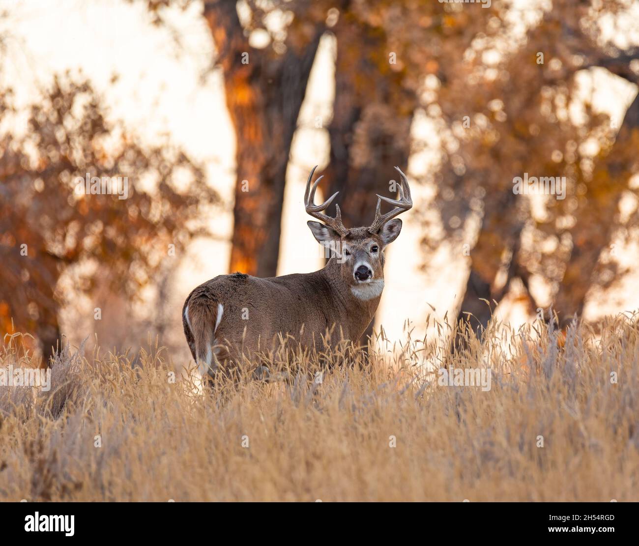 Mature White Tailed Deer maschio (buck) si estende in campo prima del tramonto, Rocky Mountain Arsenal National Wildlife Refuge, Colorado, Stati Uniti Foto Stock