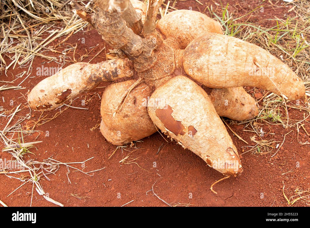 Chiuso su di parte di radice di tubero di pianta di manioca dopo la coltura Foto Stock