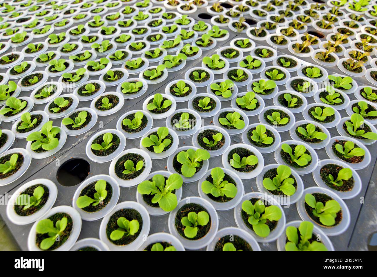 Hong Kong Federation of Youth Groups (HKFYG) Hydroponic Farm 青協水耕農莊 a Lam Tsuen, Tai po, Hong Kong Foto Stock