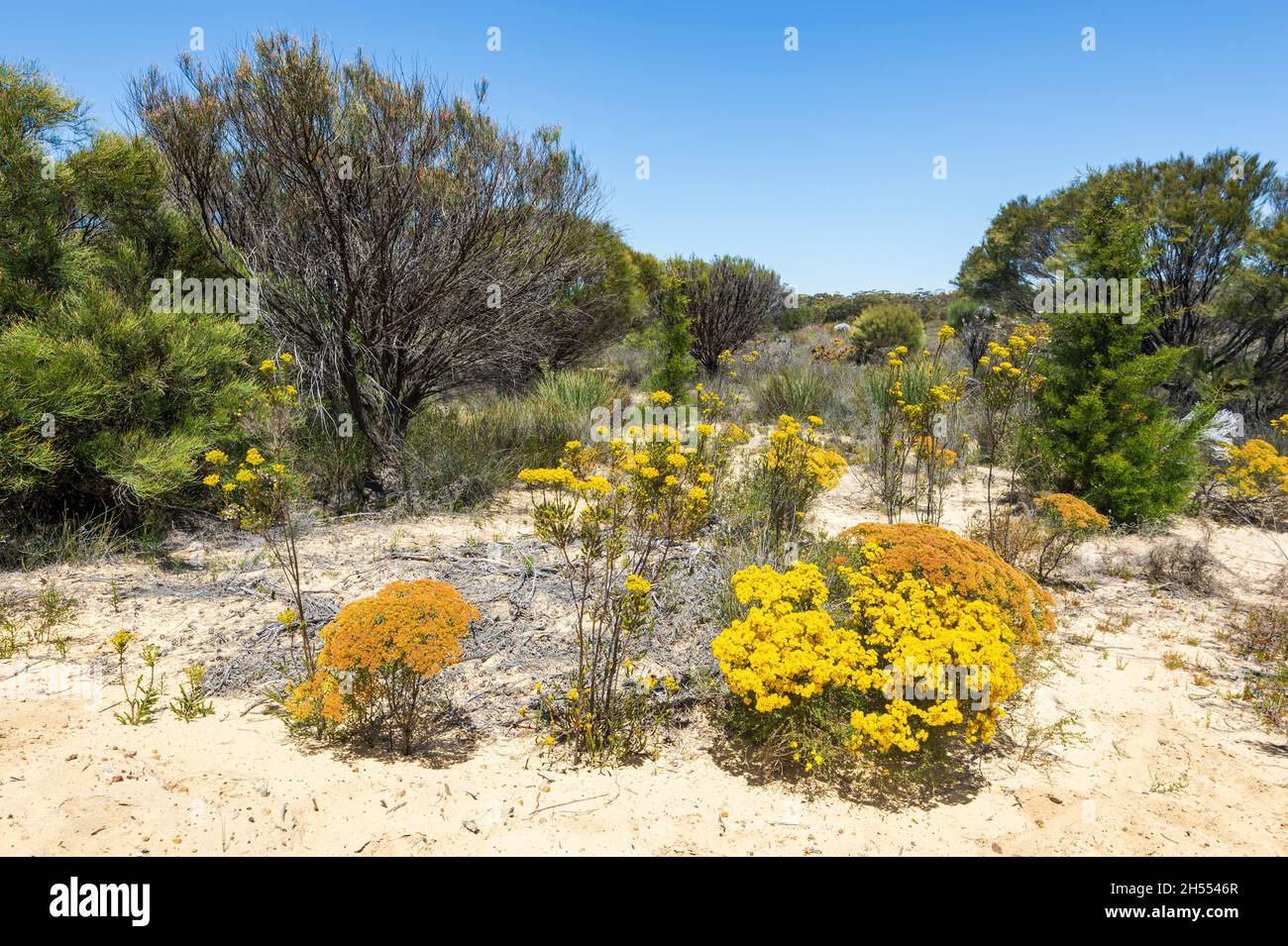 Verticordia chrysantha che cresce lungo il Corrigin Wildflower Drive, Wheatbelt Region, Western Australia, WA, Australia Foto Stock