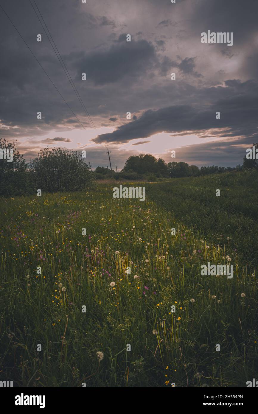 Fiori in campo verde infinito su sfondo tramonto, un campo verde su sfondo un cielo blu Foto Stock