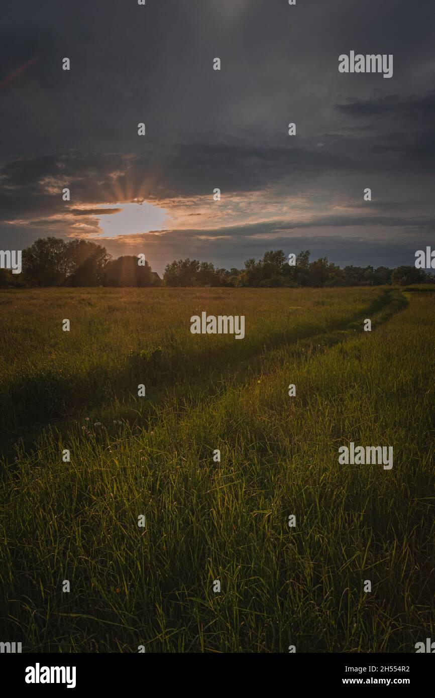 Fiori in campo verde infinito su sfondo tramonto, un campo verde su sfondo un cielo blu Foto Stock