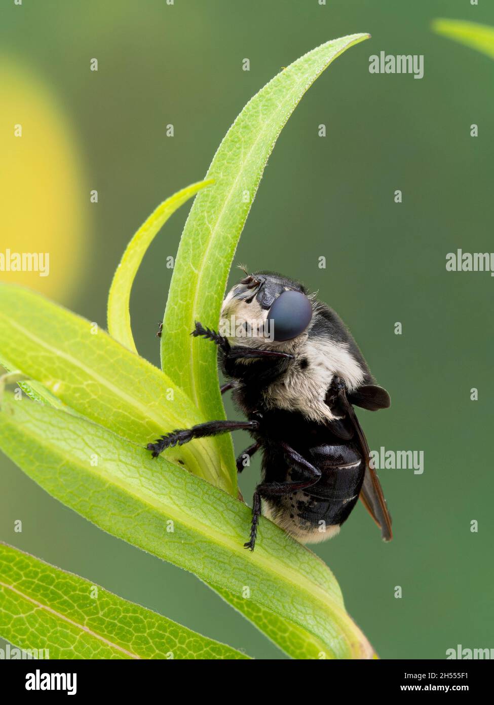 Botfly femminile di topo adulto, fontinella di Cuterebra, riposante sulle  foglie, Saltmarsh di Boundary Bay, Delta, Columbia Britannica. Le larve di  queste mosche parasit Foto stock - Alamy