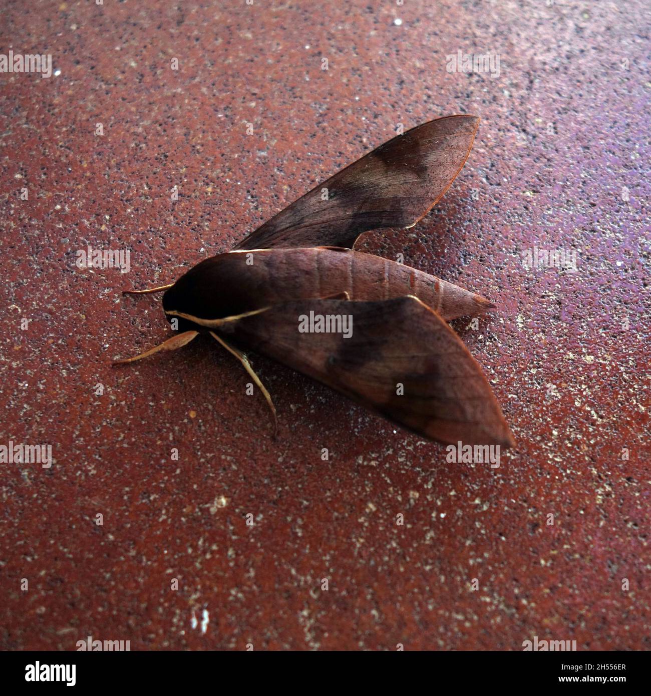 Femmina Gnathhlibus sp. hawk Moth che si stira su un edificio di giorno, Cairns CBD, Queensland, Australia Foto Stock