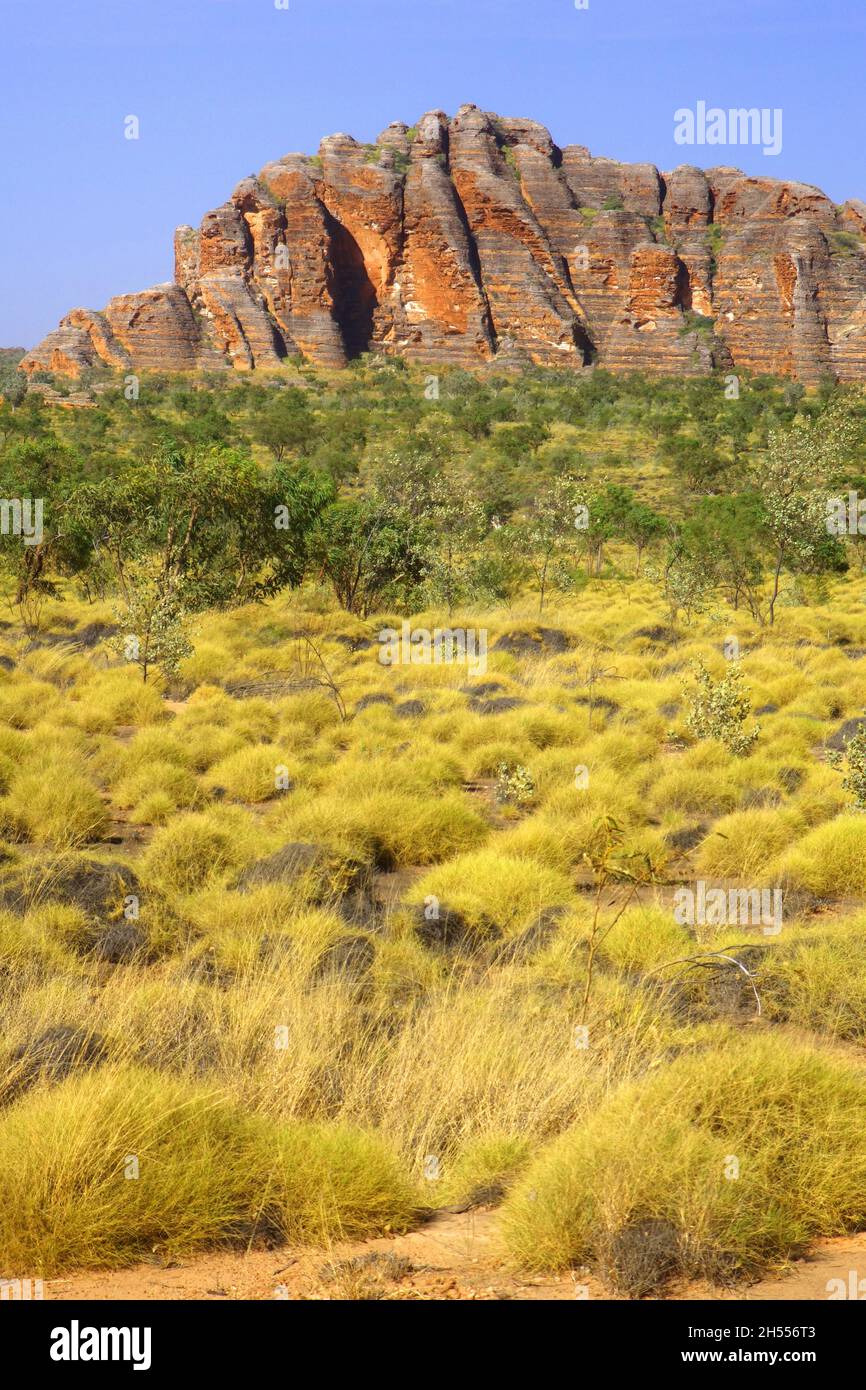 Spinifex e spettacolari formazioni rocciose di Purnululu (Bungle Bungles) National Park, regione di Kimberley, Australia Occidentale. Foto Stock