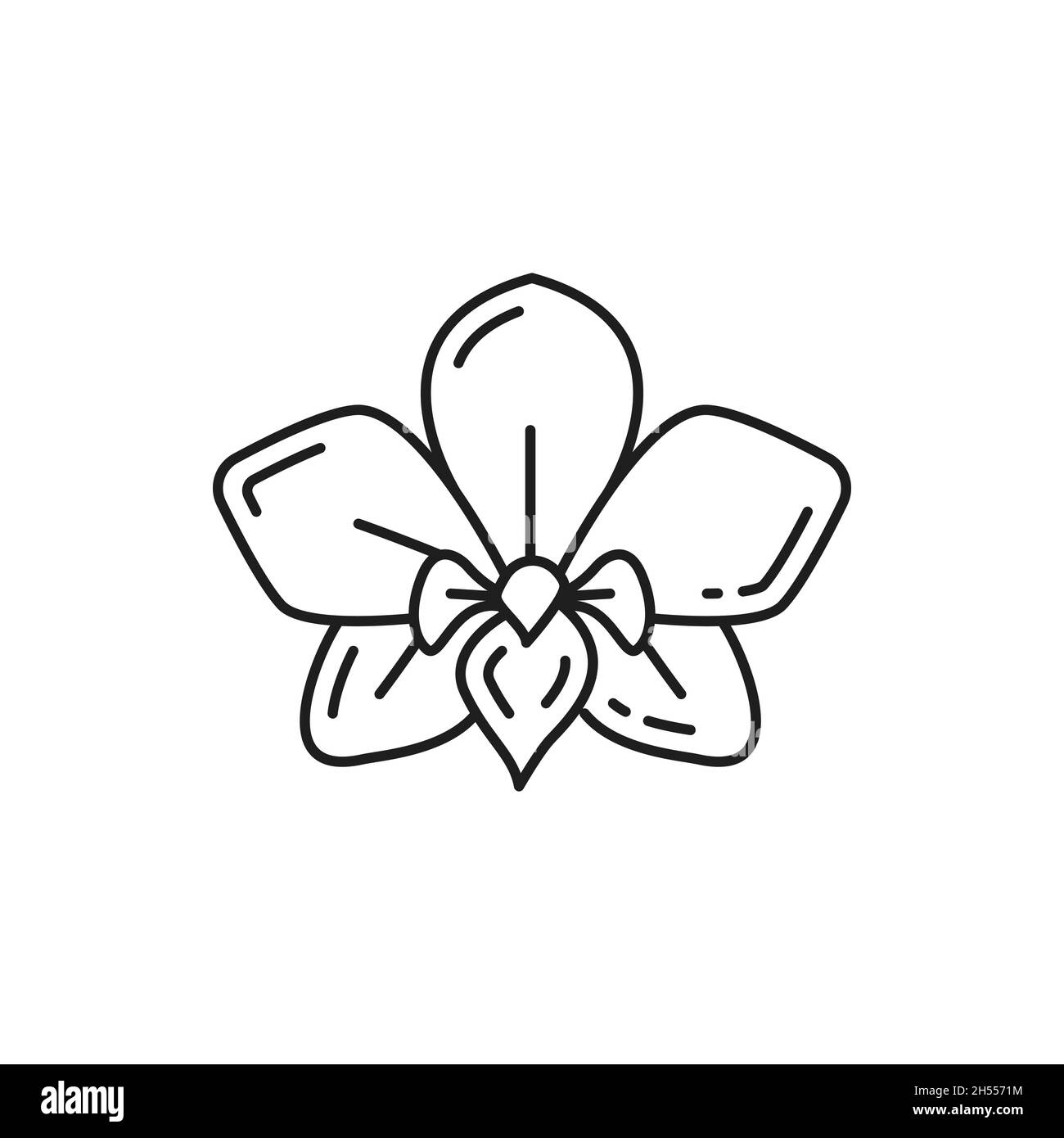 Dendrobium orchidea fiore isolato sottile linea icona. Vettore fiore jasmine elemento di design floreale, cassia fistola segno lineare. Thailandia o nazionale thailandese Illustrazione Vettoriale