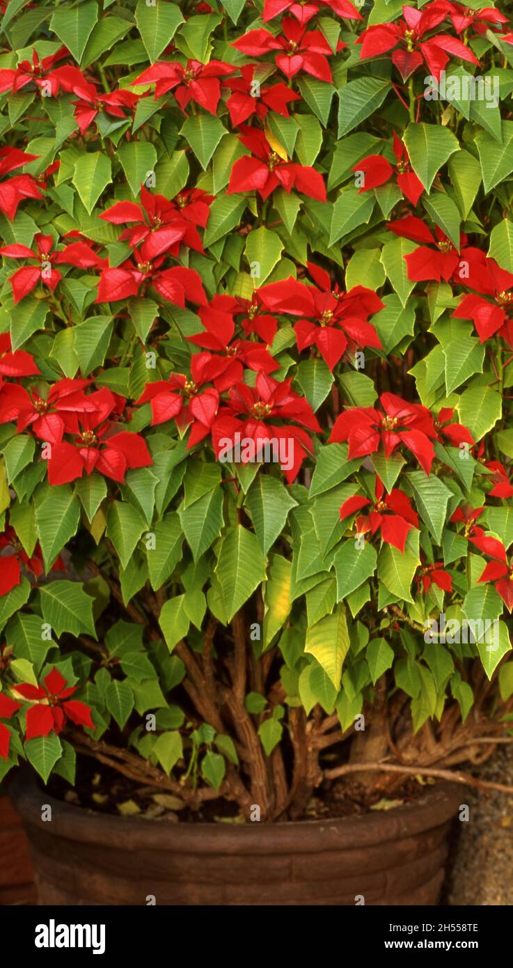 POINSETTIA ROSSA IN VASO (EUPHORBIA PULCHERRIMA) IN VASO DA GIARDINO IN TERRACOTTA. AUSTRALIA. Foto Stock