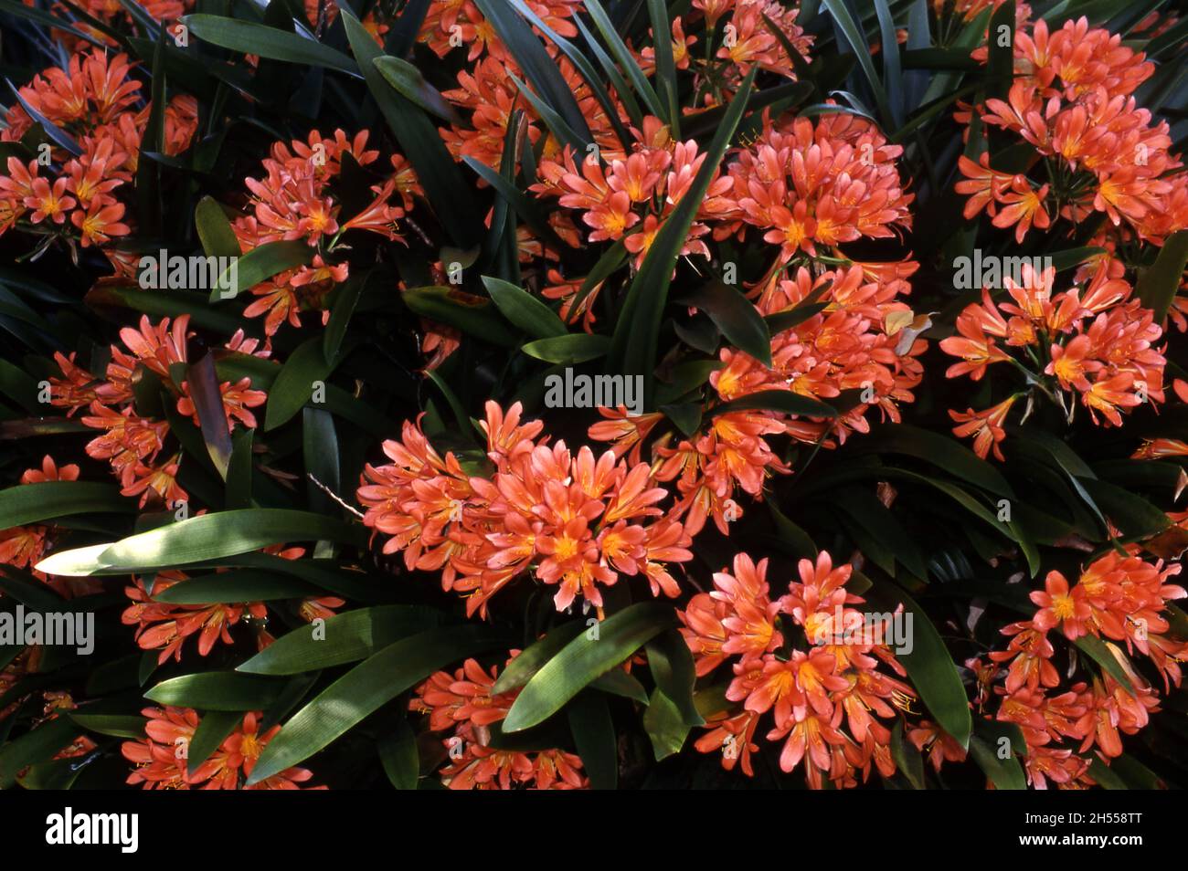 LETTO GIARDINO DI FIORI ARANCIONI CLIVIA Foto Stock