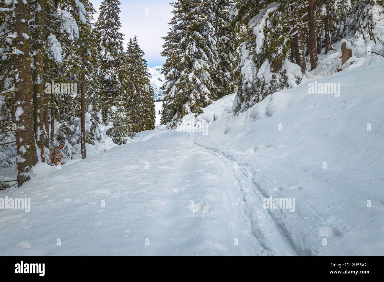 Favoloso paesaggio invernale ghiacciato di pinete con strada coperta di neve Foto Stock