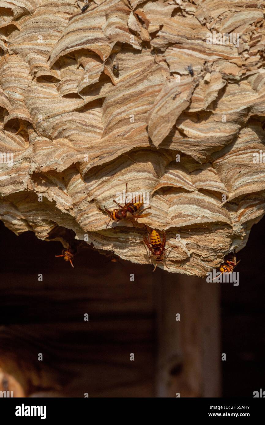Gli operai europei (Vespa crabro) sulla superficie del loro nido, in capanna da giardino. Strati orizzontali di fibre colorate provenienti da fonti diverse UK Foto Stock