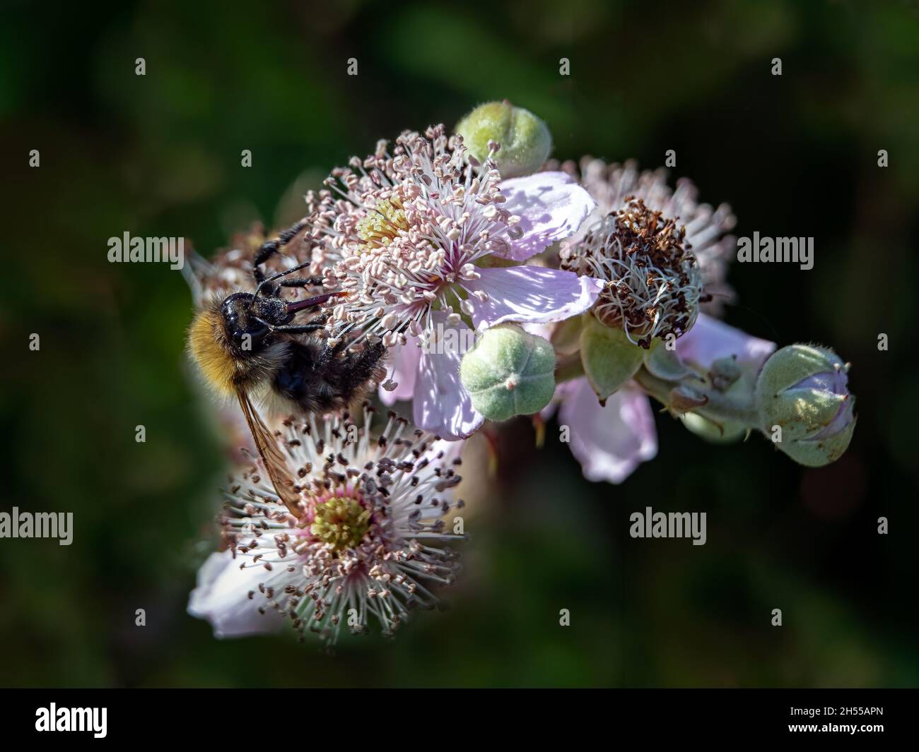 Albero Bumblebee (Bombus hypnorum) che si nutrono di fiori di Bramble (Robus fruticosus) su sfondo scuro in Essex, Regno Unito nel mese di agosto Foto Stock