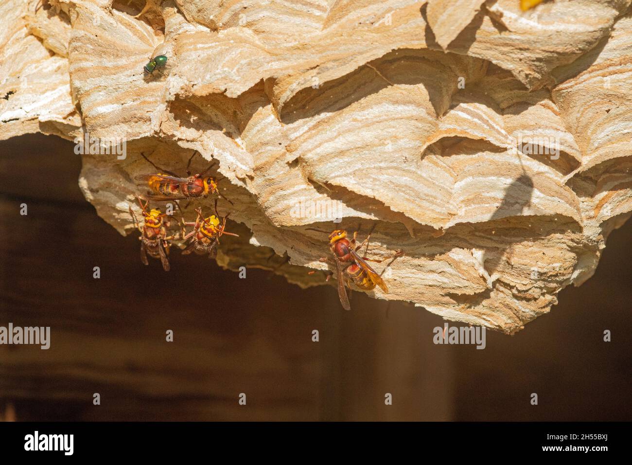 Cornets europei Hornets (Vespa crabro) all'esterno del loro nido, in un capannone da giardino. I lavoratori attivi arrivano per riparare Surface.Norfolk esterno, Regno Unito. Foto Stock