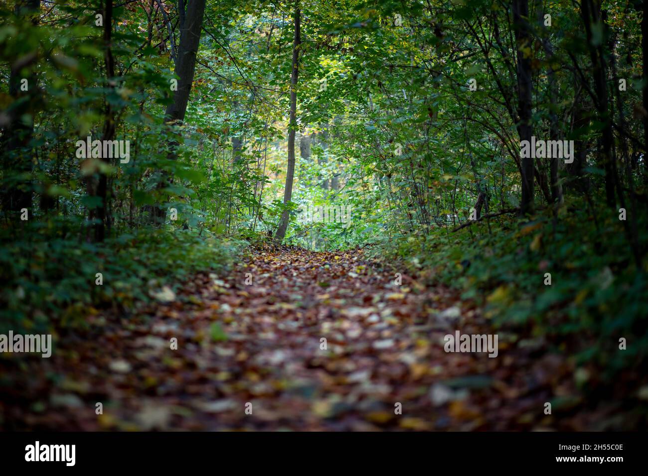 passerella in una foresta, foglie autunnali, all'aperto Foto Stock