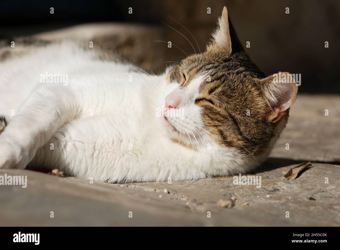 Gatto tabby giacente sul marciapiede nella città vecchia di Dubrovnik (Dalmazia, Croazia) Foto Stock