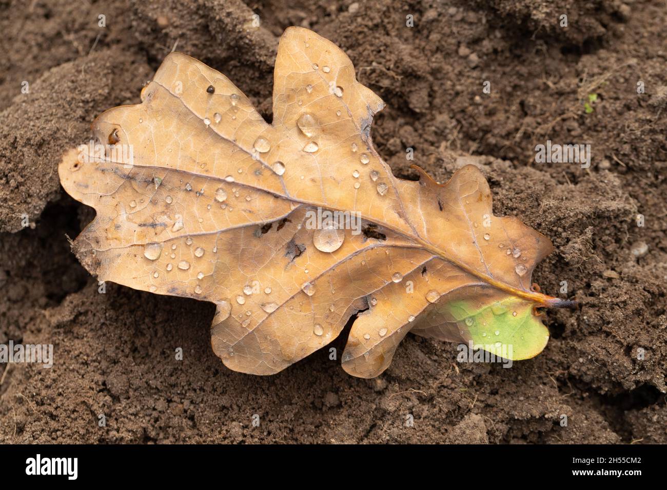 Quercia inglese (Quercus robur), ciclo di vita annuale, di una foglia di albero decidua, fogliame. I contenuti si rompono, tornano a terra per rendere la terra humus di cima. Foto Stock