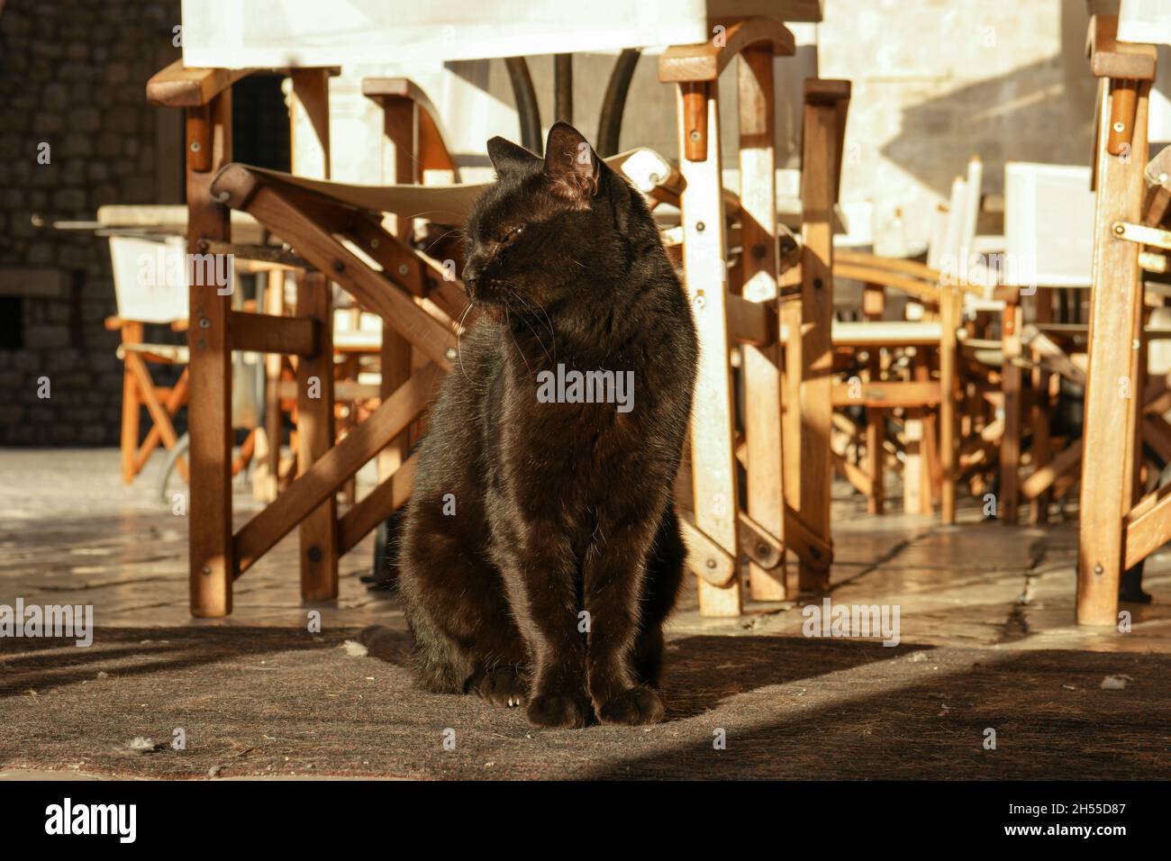 Gatto tabby seduto in ristorante nella città vecchia di Dubrovnik (Dalmazia, Croazia) Foto Stock