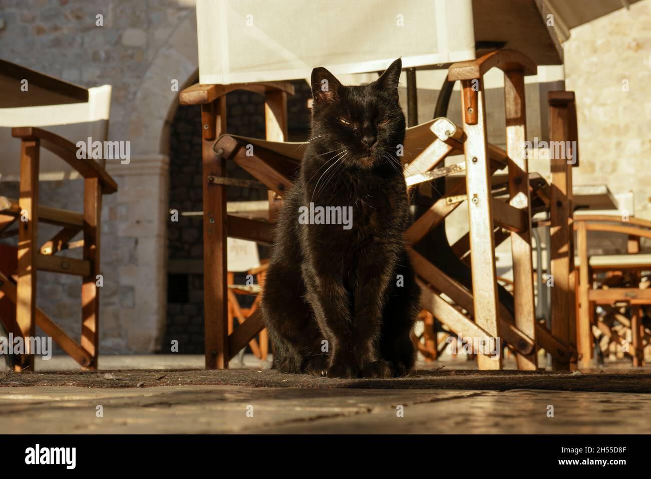 Gatto tabby seduto in ristorante nella città vecchia di Dubrovnik (Dalmazia, Croazia) Foto Stock