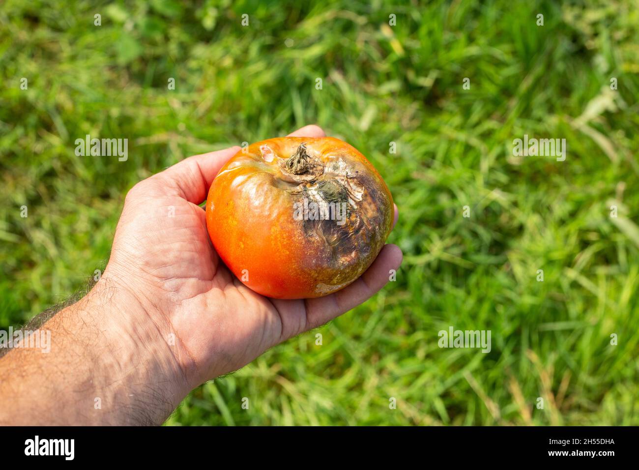 Un marciume di frutta su pomodoro rosso. Frutta danneggiata in mano al coltivatore. Primo piano. Malattia di pomodoro. Problemi nel raccolto. Sfondo agricolo sfocato. Foto Stock