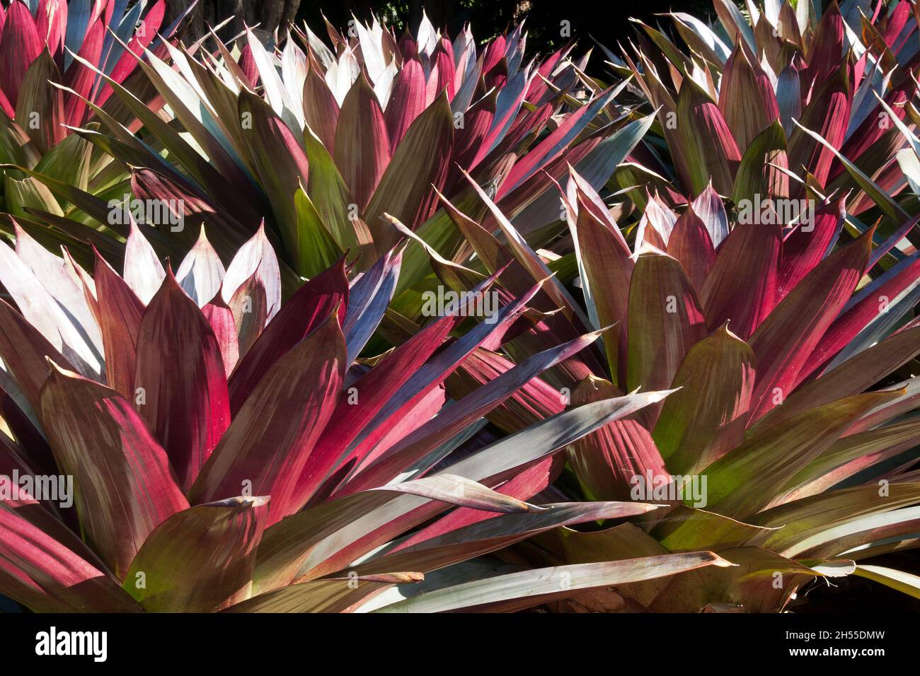 Sydney Australia, letto giardino di Alcantarea Imperiale - forma rossa al sole Foto Stock