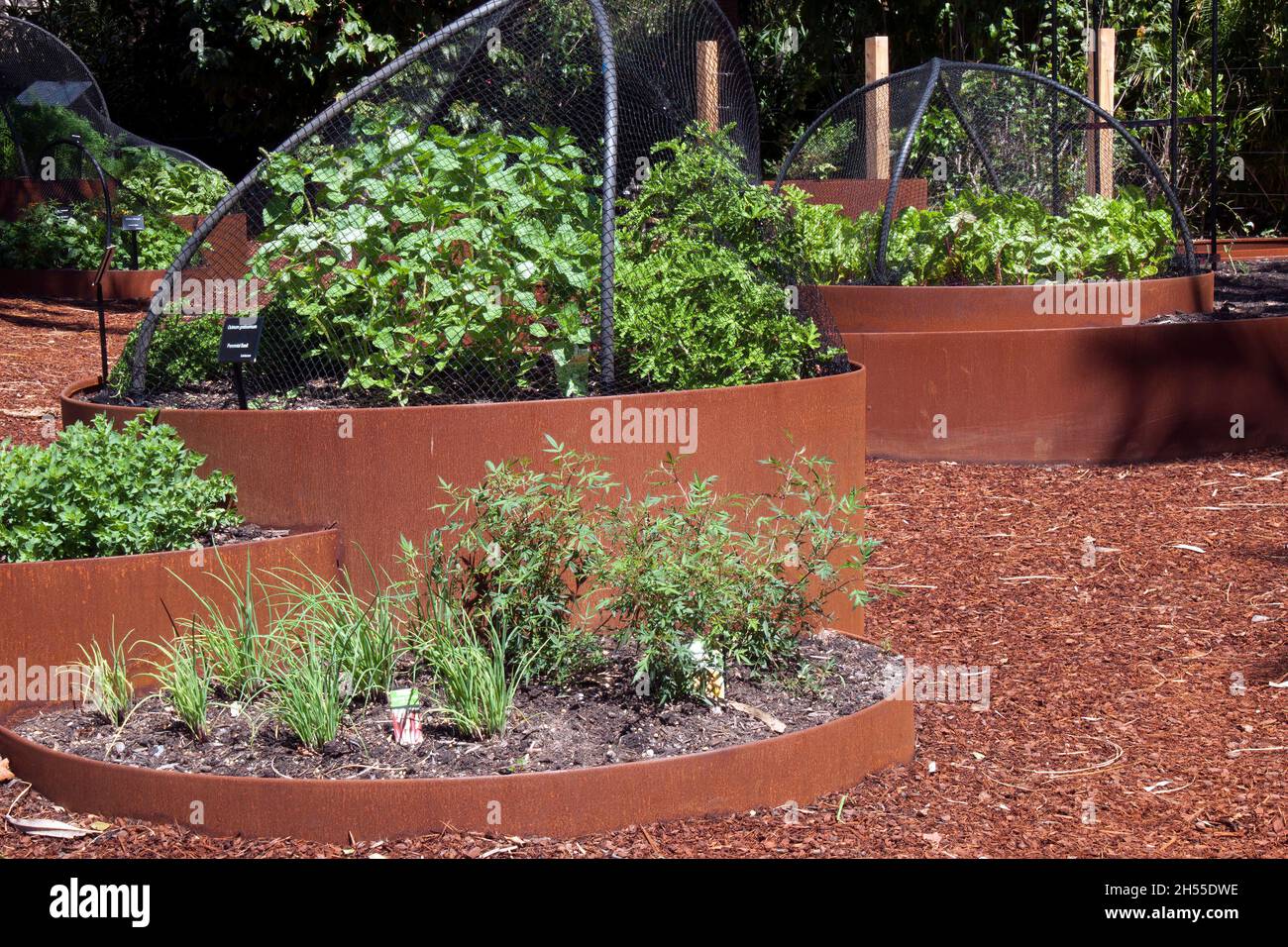 Sydney Australia, verdure ed erbe che crescono in letti da giardino rialzati Foto Stock