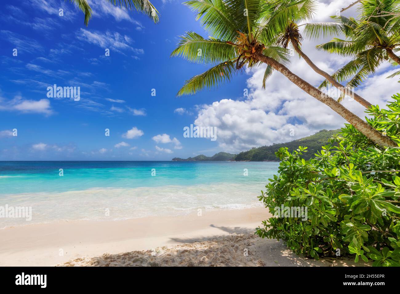 Spiaggia tropicale. Palme e sabbia bianca sull'isola caraibica Foto Stock