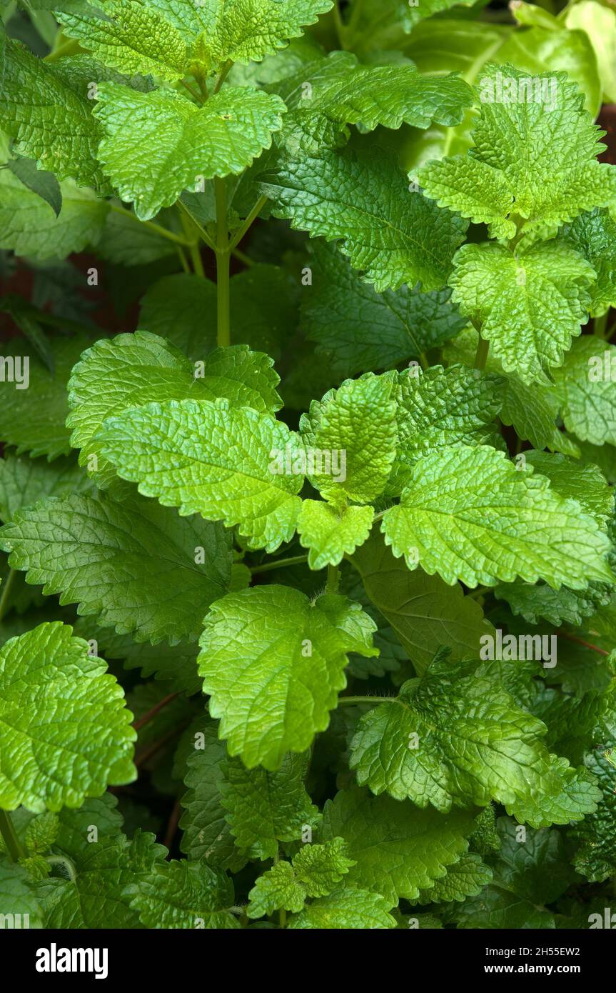 Sydney Australia, foglie verdi di melissa officinalis o balsamo al limone Foto Stock