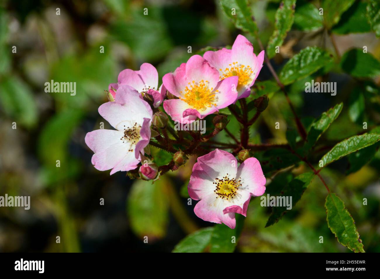 Rosa/bianco/giallo scrambling Arrampicata rosa 'Ballerina' cresciuto a Dalemain Mansion & Historic Gardens, Lake District National Park, Cumbria, Regno Unito. Foto Stock