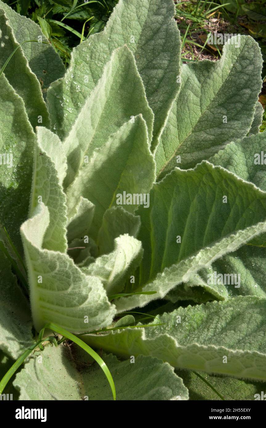 Sydney Australia, verbascum nigrum o foglie di trullein scuro sotto il sole Foto Stock