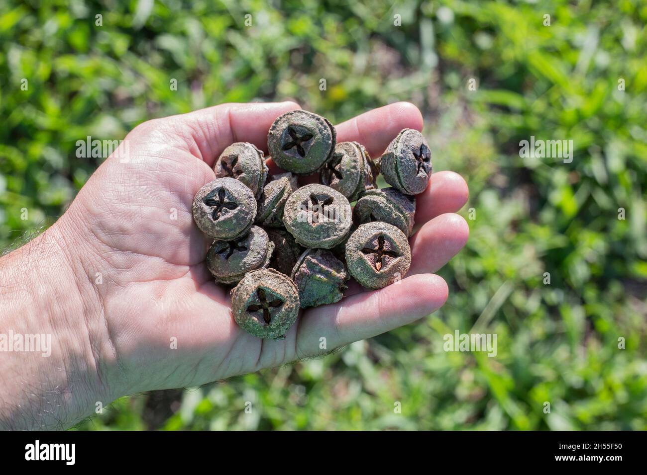 Eucalyptus seed eucalyptus globulus immagini e fotografie stock ad alta  risoluzione - Alamy