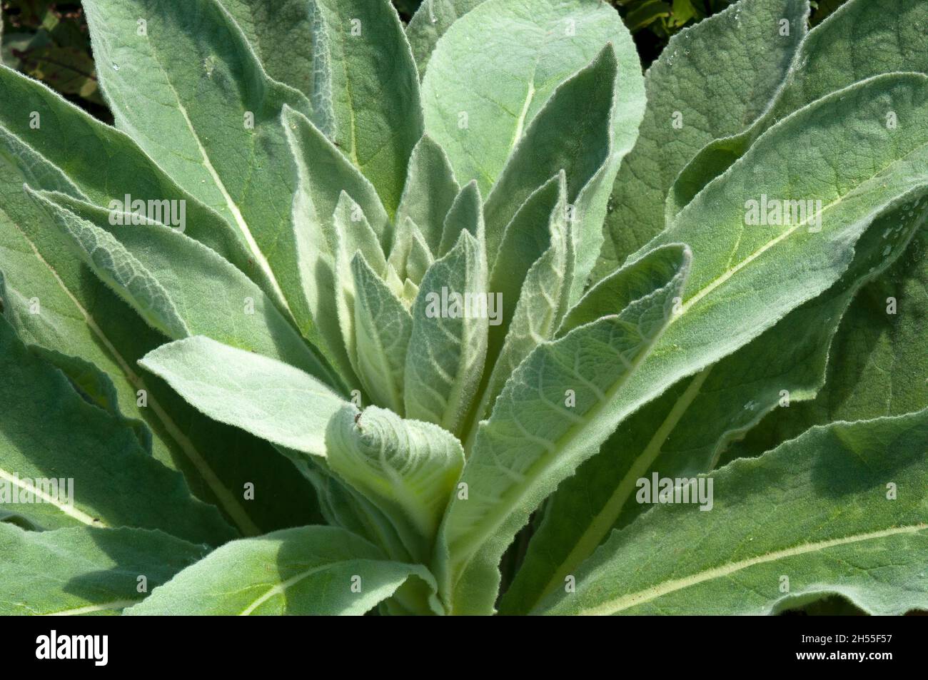 Sydney Australia, verbascum nigrum o mullein nero foglie al sole Foto Stock