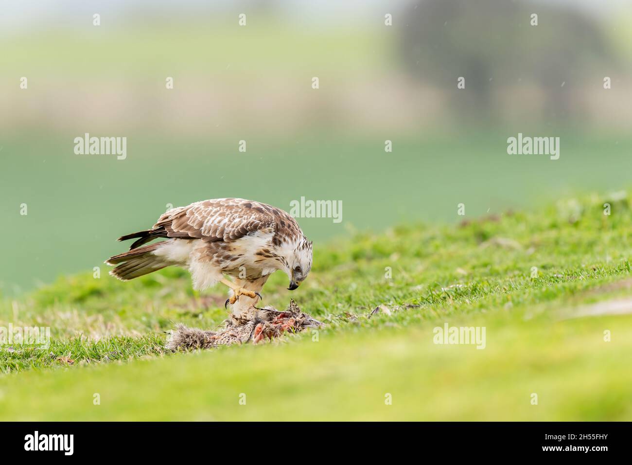 Buzzard, Buteo buteo, Marlborough Downs, Wiltshire Foto Stock