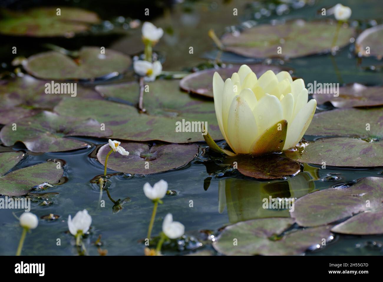 Il primo giglio d'acqua della stagione Foto Stock