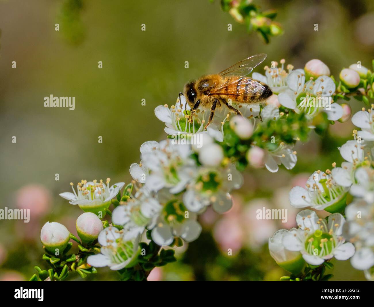 Il Bee e l'albero del tè Foto Stock