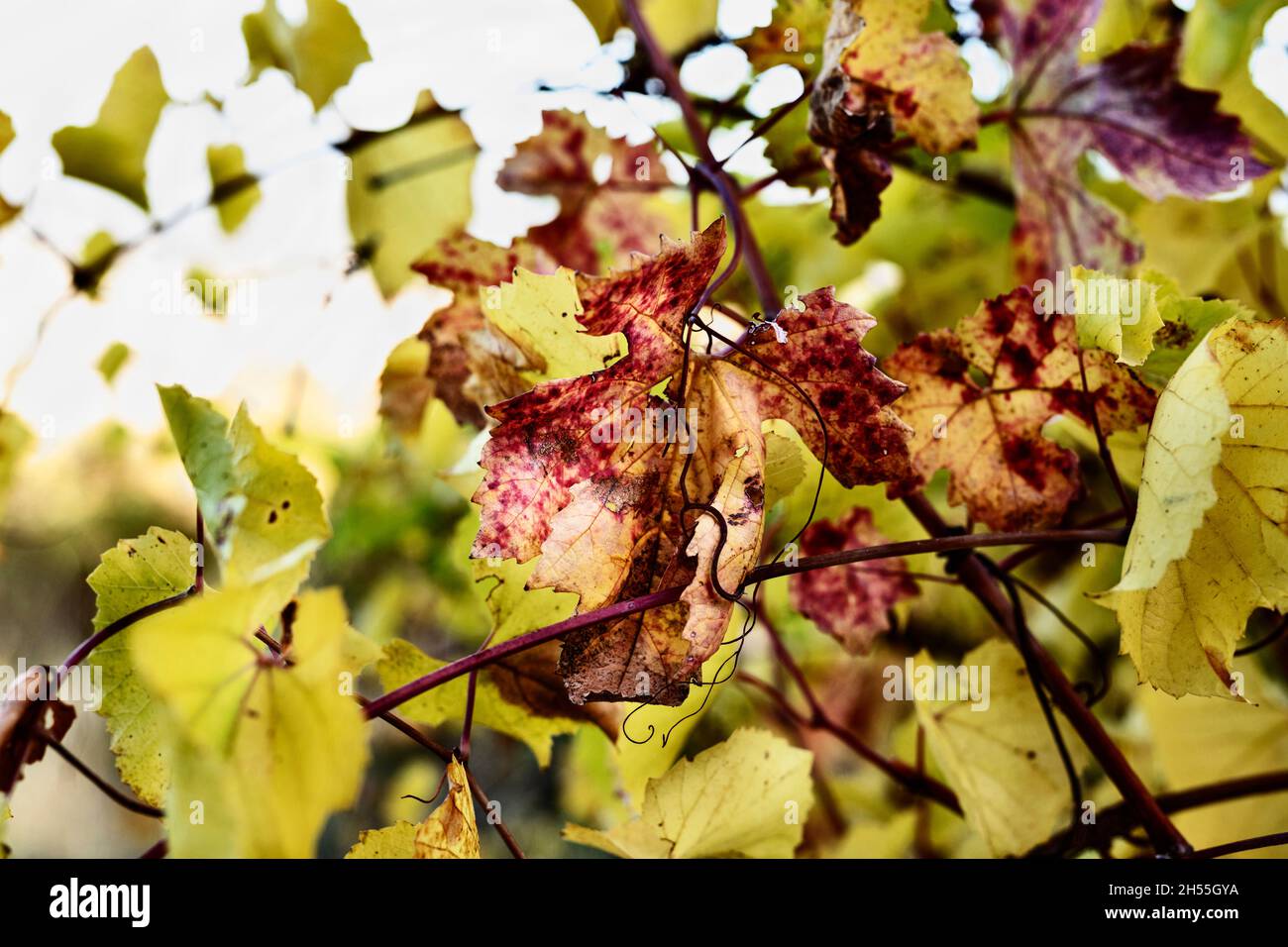 Primo piano delle foglie di vite rosse e gialle in autunno Foto Stock