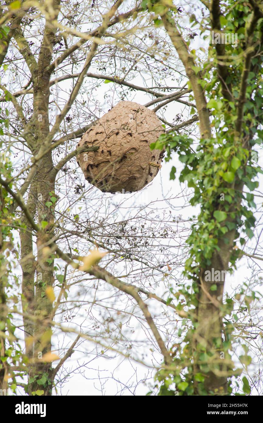 Una vespa velutina nido in un albero, una specie invasiva che danneggia le api miele e mette in pericolo l'impollinazione di alberi da frutto Foto Stock
