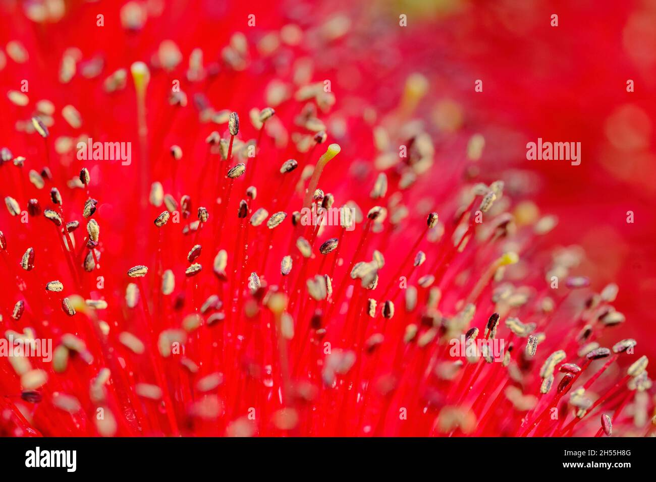 Melaleuca Macro Foto Stock