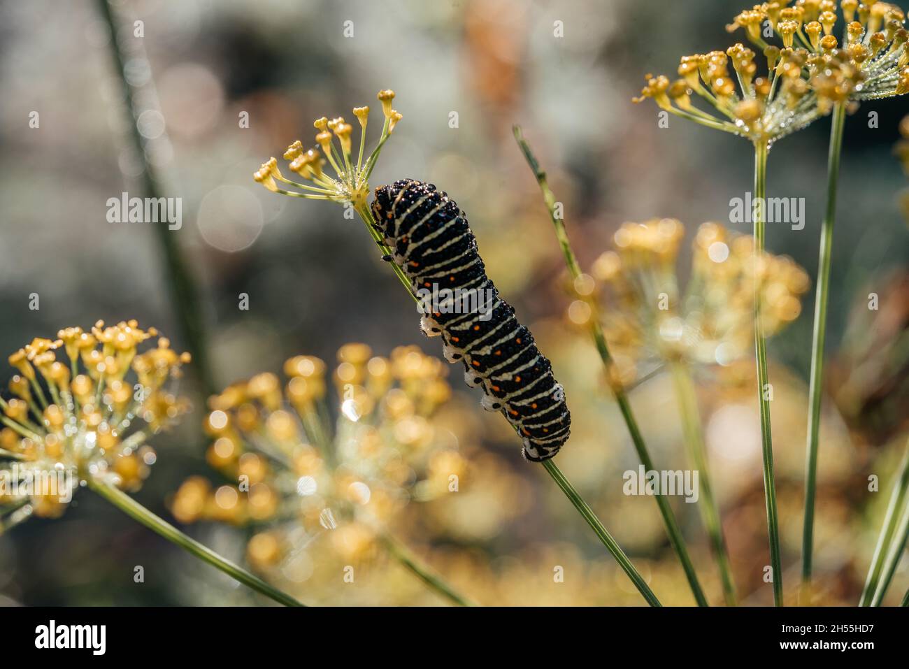 Bruco di papilio farfalla di aneto gambo, pesti da giardino Foto Stock