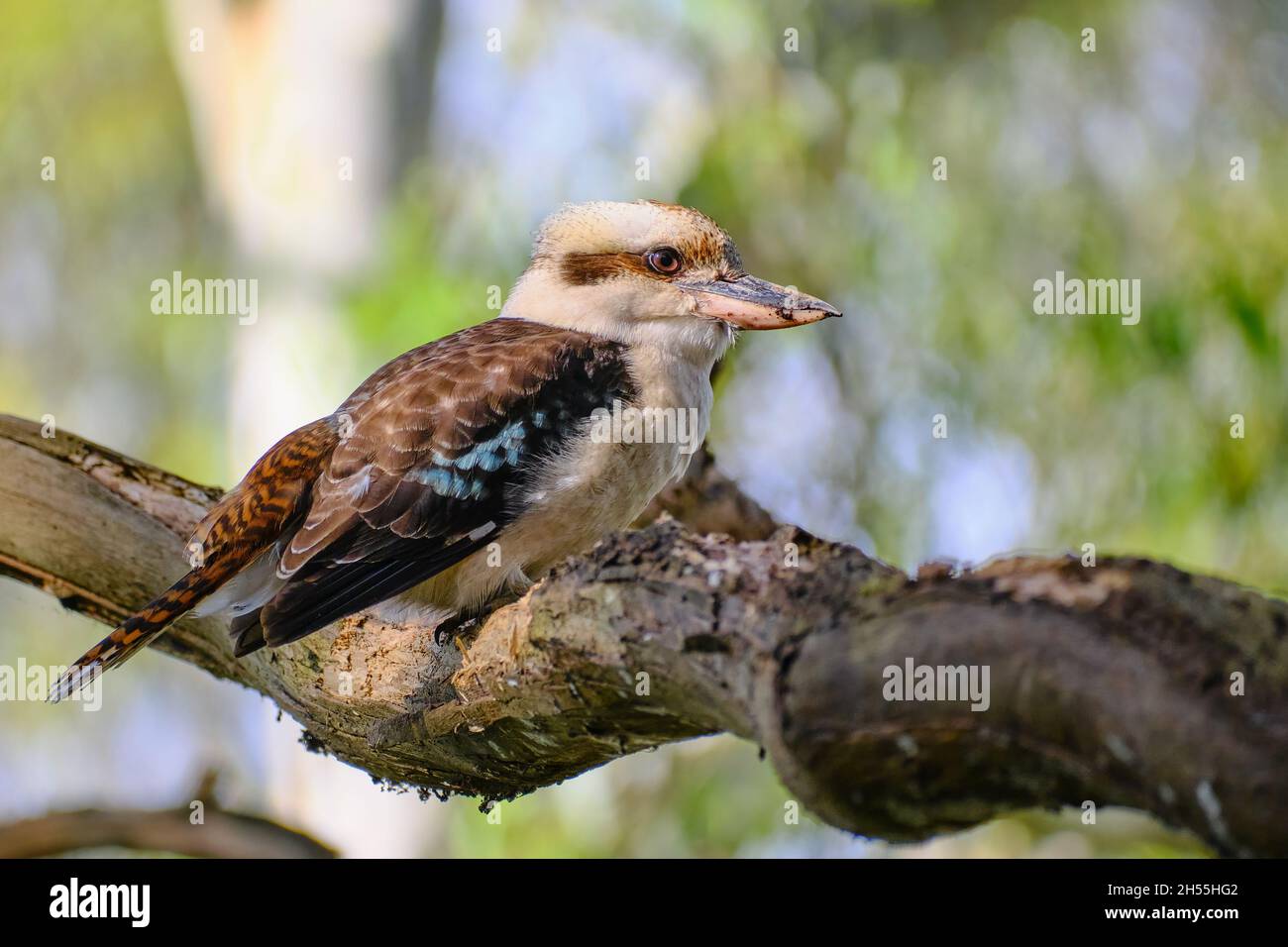 Kookaburra siede su Un albero vicino a me Foto Stock