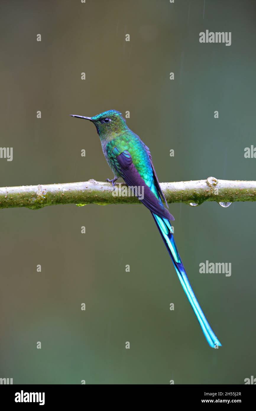 Un maschio adulto sylph a coda lunga (Aglaiocercus kingii) colibrì arroccato su un ramo in Ecuador, Sud America Foto Stock