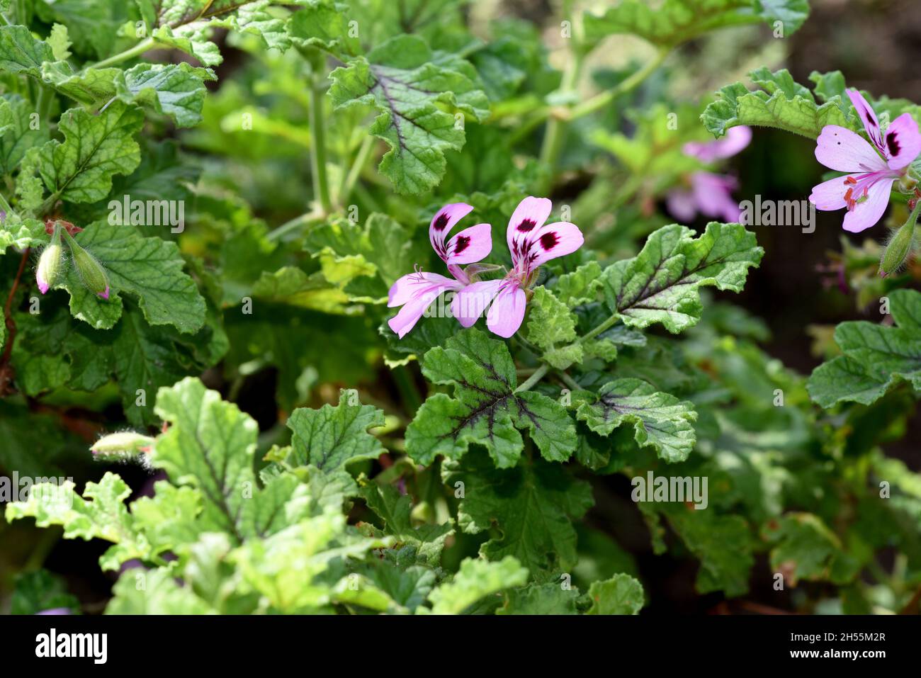 Geranien, Pelargonien sind Sommerblumen fuer Garten und Balkon. Gerani e pelargonium sono fiori estivi per il giardino e il balcone. Foto Stock