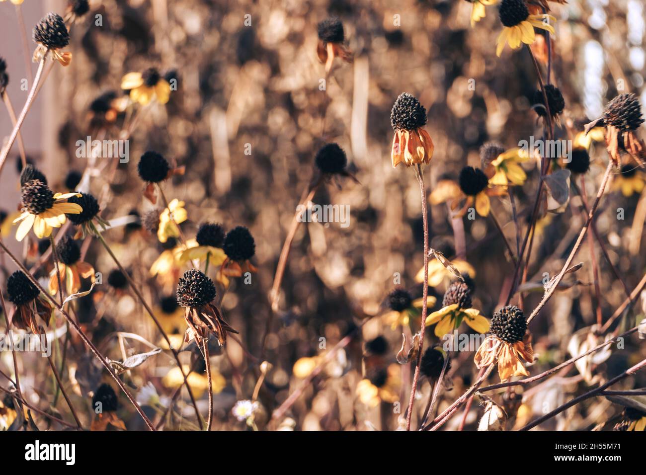 Bella sfumata Black-Eyed Susans fiore su un giardino e bokeh sfondo texture. Foto macro vista. Foto Stock