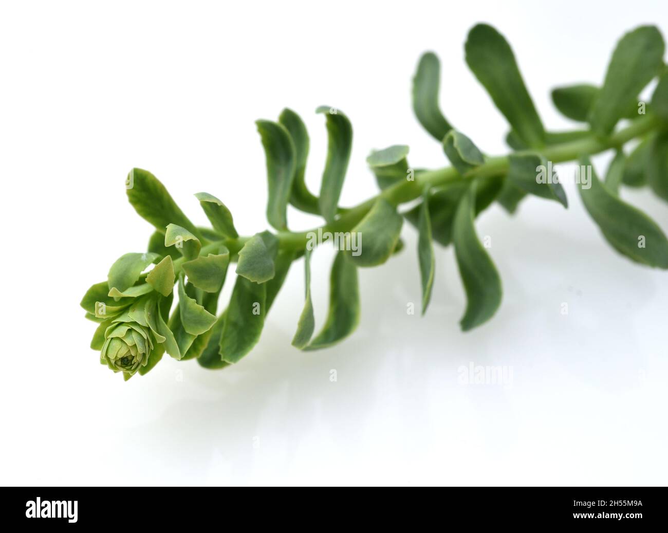 Rosenwurz, Rhodiola rosea ist eine wichtige Heilpflanze mit gelben und rosa Blueten deren Wurzeln genutzt werden. Radice di rosa, rosea di Rhodiola, è un imp Foto Stock