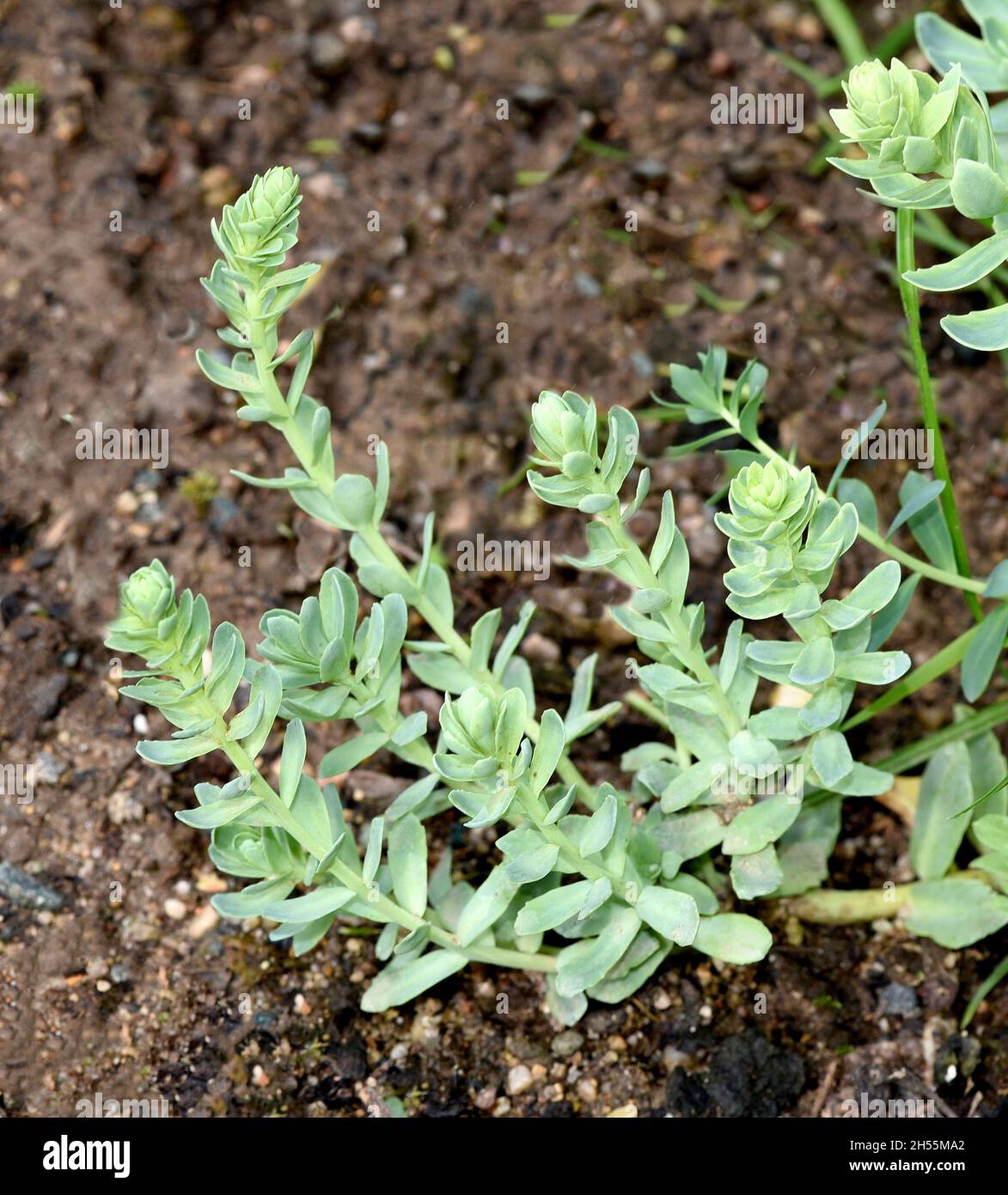 Rosenwurz, Rhodiola rosea ist eine wichtige Heilpflanze mit gelben und rosa Blueten deren Wurzeln genutzt werden. Radice di rosa, rosea di Rhodiola, è un imp Foto Stock