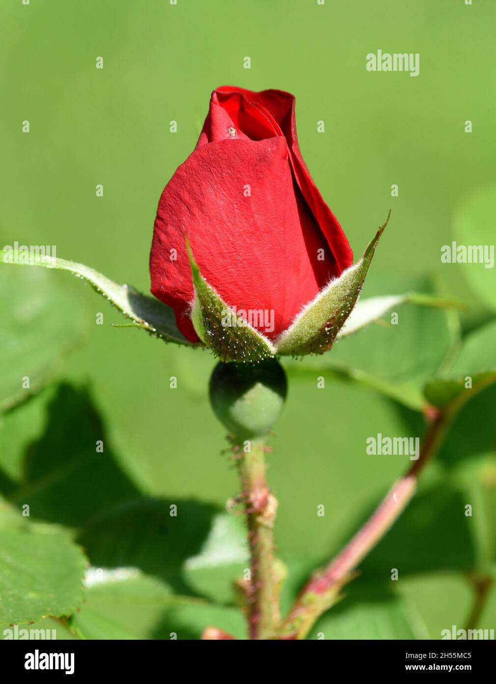 Roter Korsar ist eine Straubrose mit roten Blueten. Roter Korsar è un arbusto rosa con fiori rossi. Foto Stock