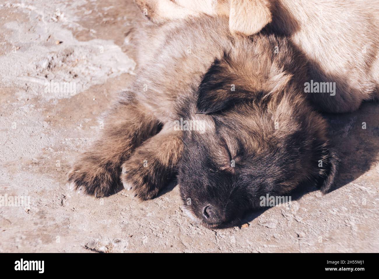 Close up bellissimo cuccioli senzatetto sfondo. Foto Stock