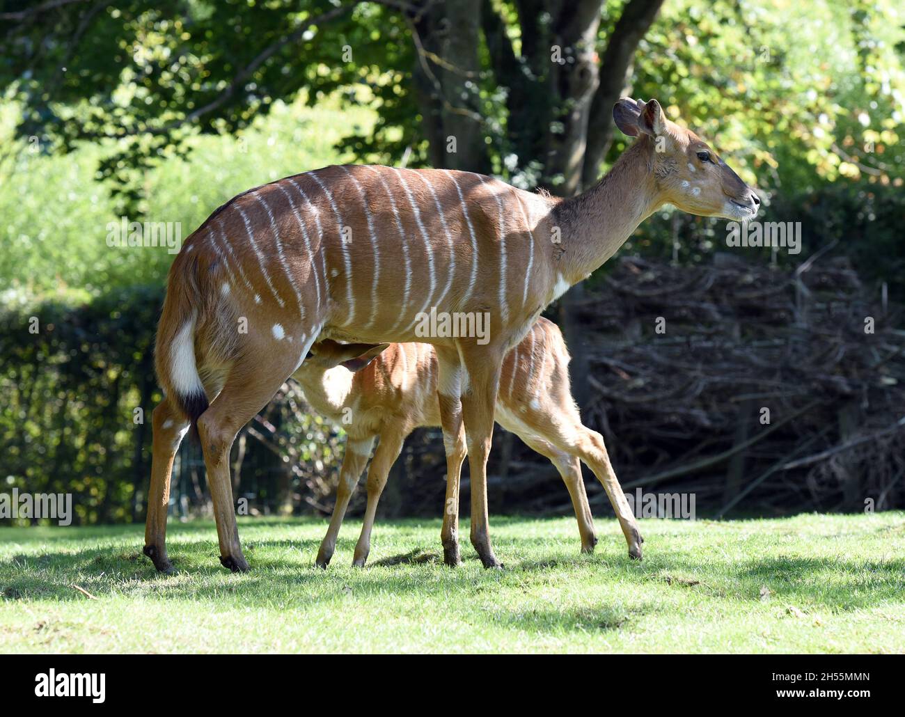 Tiefland-Nyala ist eine Antipe die in Sued-Afrika lebt. Lowland nyala è un'antilope che vive in Sudafrica. Foto Stock