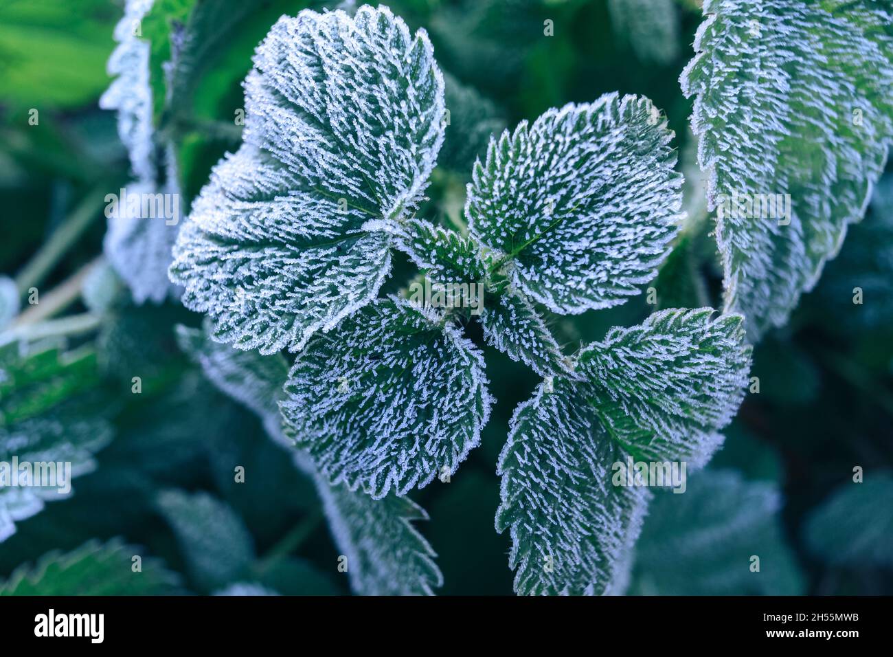 Primo piano bella superficie di pianta ghiacciata sfondo inverno-autunno . Foto Stock