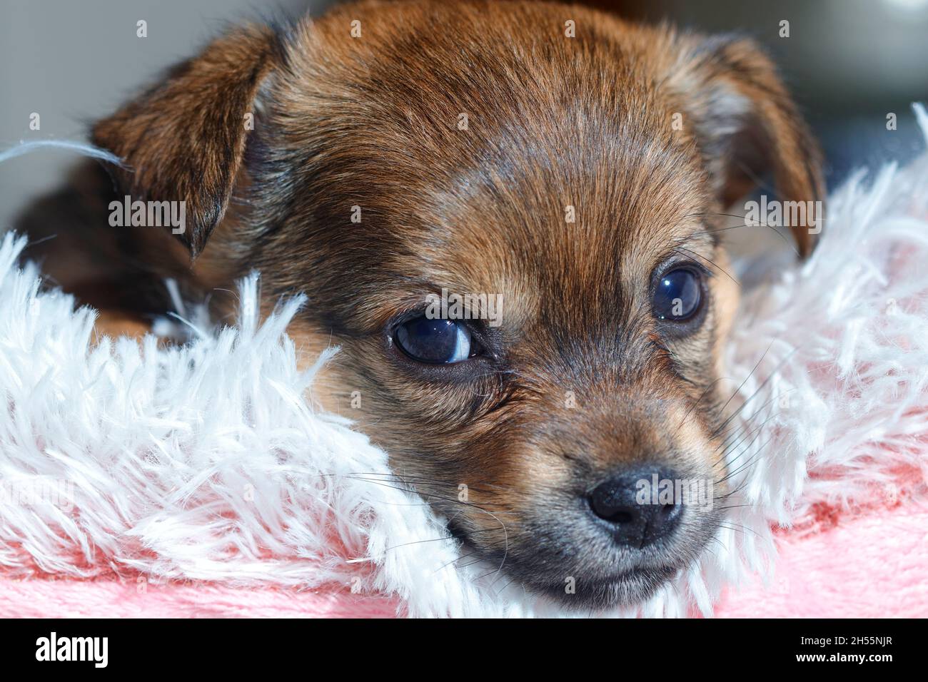 Crossbreed Chihuahua Terrier cucciolo Foto Stock