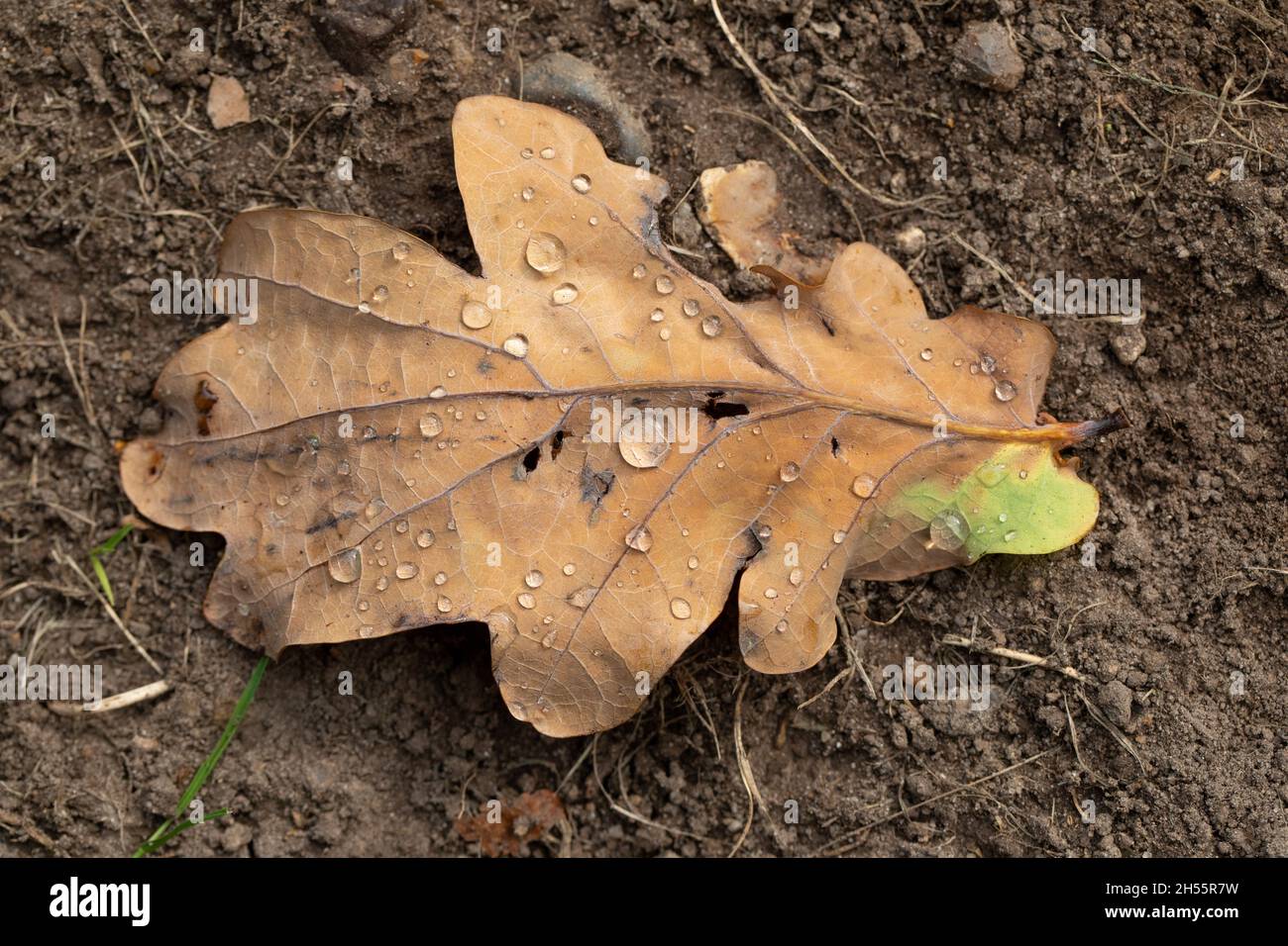 Quercia inglese (Quercus robur). Gocce di pioggia su una foglia caduta, su suolo, terra, superficie. Autunno, autunno, ottobre, capannone. Spazi di albero decidui. Norfolk, Regno Unito Foto Stock